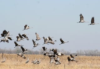 sandhill-crane-824650_640.jpg