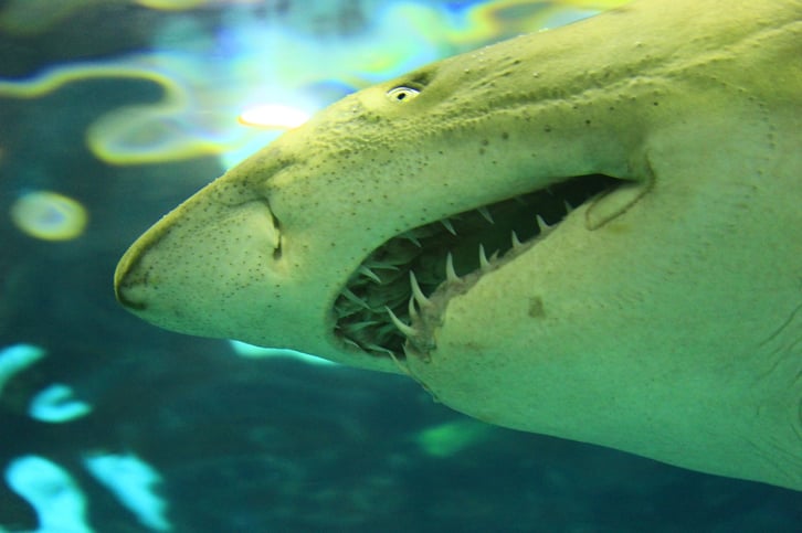 shark-1742357_1280.jpg
